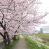 春＊黒目川の桜＊